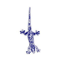 sketch of a lizard for elements in making logos and symbols