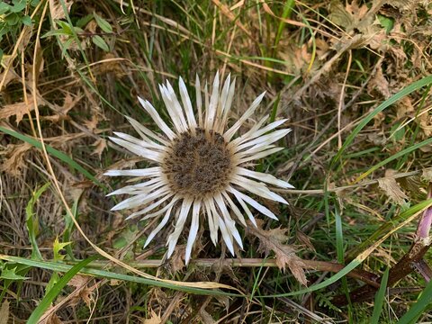 Silberdistel