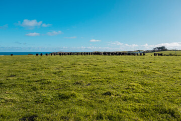 Photograph of a herd of black cows on King Island