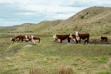 Fototapeta na wymiar Photograph of cows in an agricultural field on King Island
