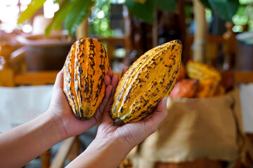 Cocoa, Cacao, Chocolate Nut Tree. Fruit shaped like a papaya on the trunk or branches. Gourd-like skin, thick skin, cocoa beans are processed into chocolate. Soft and selective focus.