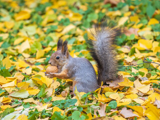 Autumn squirrel with nut sits on green grass with fallen yellow leaves