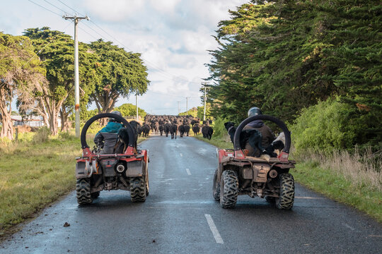 Photograph of a herd of black cows on a road on King Island