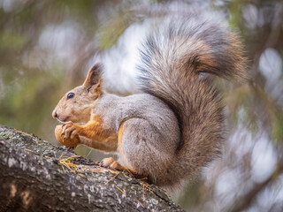 The squirrel with nut sits on tree in the autumn. Eurasian red squirrel, Sciurus vulgaris.