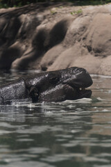 hippopotamus (Hippopotamus amphibius) swimming in the water 