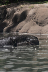 hippopotamus (Hippopotamus amphibius) swimming in the water 
