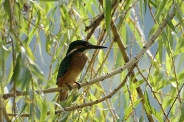 Kingfisher on the shore of Lake Nurigel. Batumi, Georgia