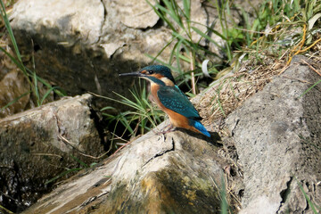 Kingfisher on the shore of Lake Nurigel. Batumi, Georgia
