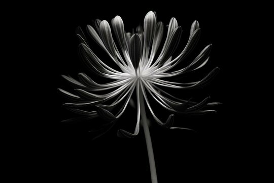 Black isolated x-ray image of a bell agapanthus flower. Generative AI