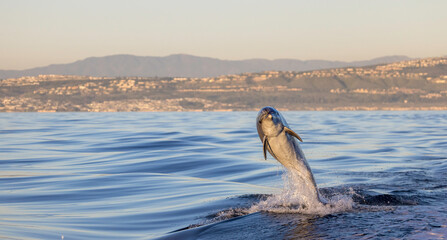 dolphin jumping, bottlenose jumping, Newport Beach, © FPLV