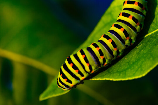 Une chenille vertes &agrave; rayures noires et poids oranges sur une plante