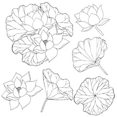 Set of vector hand drawn lotus flowers and buds, huge leaves, black line art illustration. Outline floral drawing for logo, tattoo, packaging design, compositions. Water Lily botanical vector design.