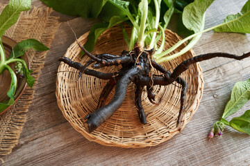 Comfrey or knitbone root on a table