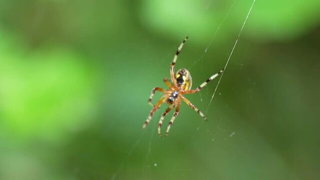 Spider walks on spider web