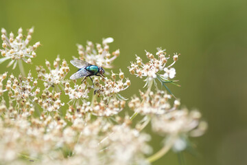 Die Fliege