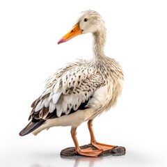 Obraz premium Mottled duck bird isolated on white background.