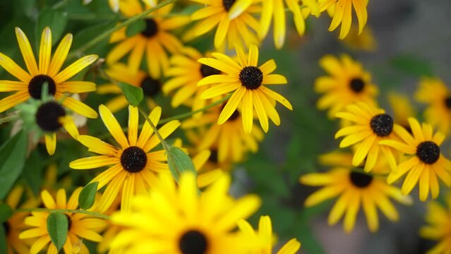 Rudbeckia hirta - yellow flower plant