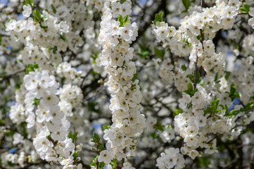 Prunus domestica italica greengages plums tree in bloom, beautiful rich flowering branches in springtime