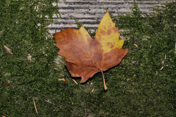 Dry tree leaf fallen on top of aged wood with moss around, autumn environment