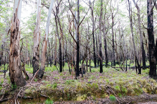 Photograph of eucalyptus trees recovering from severe bushfire in The Blue Mountains in New South Wales in Australia