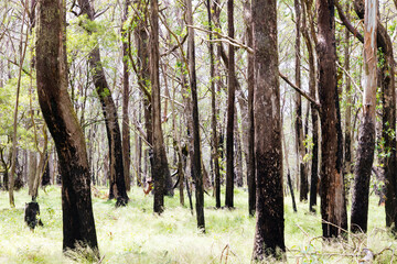 Photograph of eucalyptus trees recovering from severe bushfire in The Blue Mountains in New South Wales in Australia