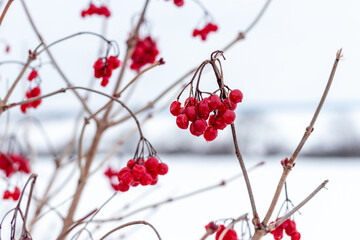 Viburnum bush with red berries in winter on the river bank