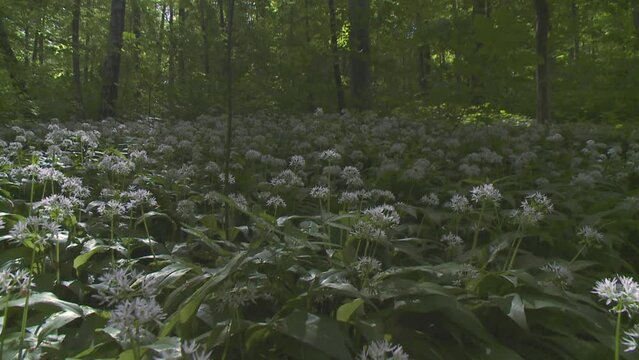 ramsons in the wood in spring