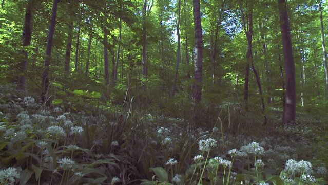 ramsons in the wood in spring