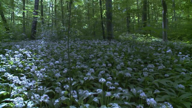 ramsons in the wood in spring