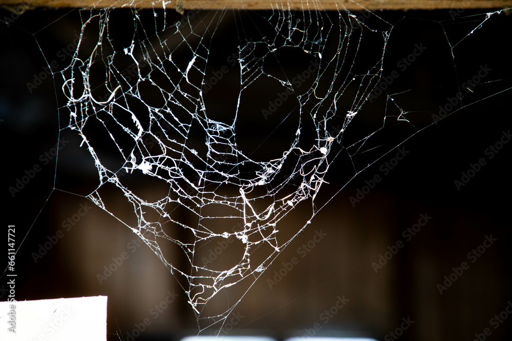 Poster spiderweb on a dark background