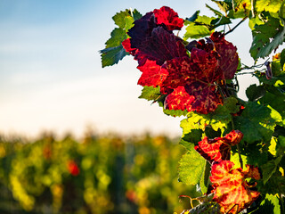 Herbstlich gefärbtes Weinlaub am Weinstock
