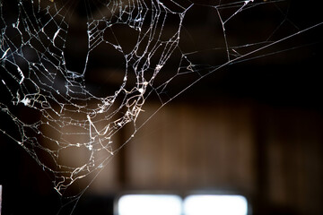 spiderweb on a dark background