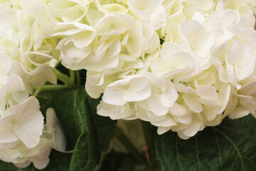 Obraz premium bouquet of white flowers. white hydrangea flowers close-up