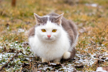 Naklejka na ściany i meble A white spotted cat sits in the garden on the grass lightly covered with snow