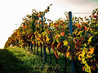 Herbstlich gefärbtes Weinlaub am Weinstock