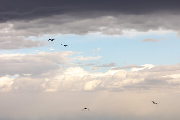 Birds Flying Through Stormy Clouds and Open Sun Patch With Blue