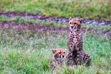 Young Cheetah Cubs wait for their mother near the game trails in Maasai Mara, Kenya, Africa