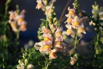 Antirrhinum is a genus of plants commonly known as dragon flowers or snapdragons because of the flowers' fancied resemblance to the face of a dragon that opens and closes its mouth when laterally.