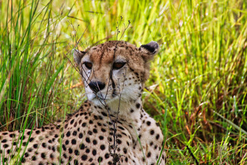 A lone female Cheetah looks out for game in the vast grasslands of Maasai Mara, Kenya, Africa