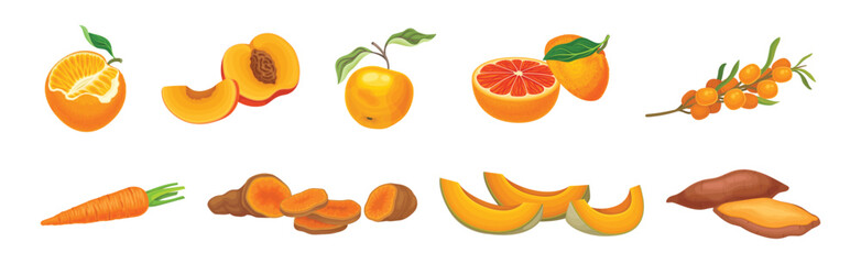 Fresh Orange Organic Fruit and Garden Cultivar Vector Set