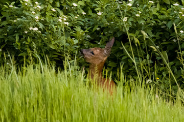Oh deer again