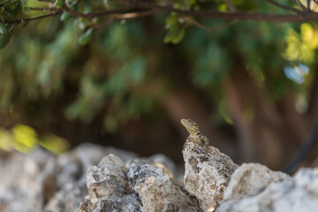 A large wild lizard on a rock.