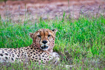 Close up of a Young Cheetah Male in Maasai Mara, Kenya, Africa