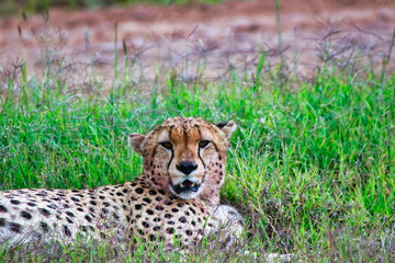 Close up of a Young Cheetah Male in Maasai Mara, Kenya, Africa