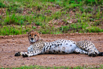 Close up of a Young Cheetah Male in Maasai Mara, Kenya, Africa