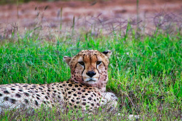 Close up of a Young Cheetah Male in Maasai Mara, Kenya, Africa