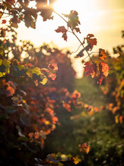 Herbstlich gefärbtes Weinlaub am Weinstock