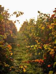 Herbstlich gefärbtes Weinlaub am Weinstock