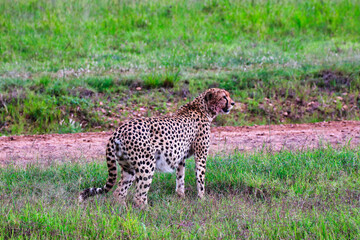Close up of a Young Cheetah Male in Maasai Mara, Kenya, Africa