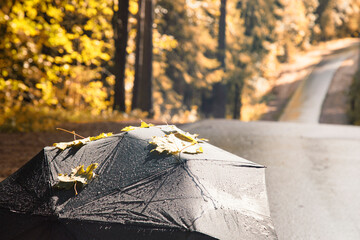 Autumn concept.An umbrella with yellow leaves on the road in the park.